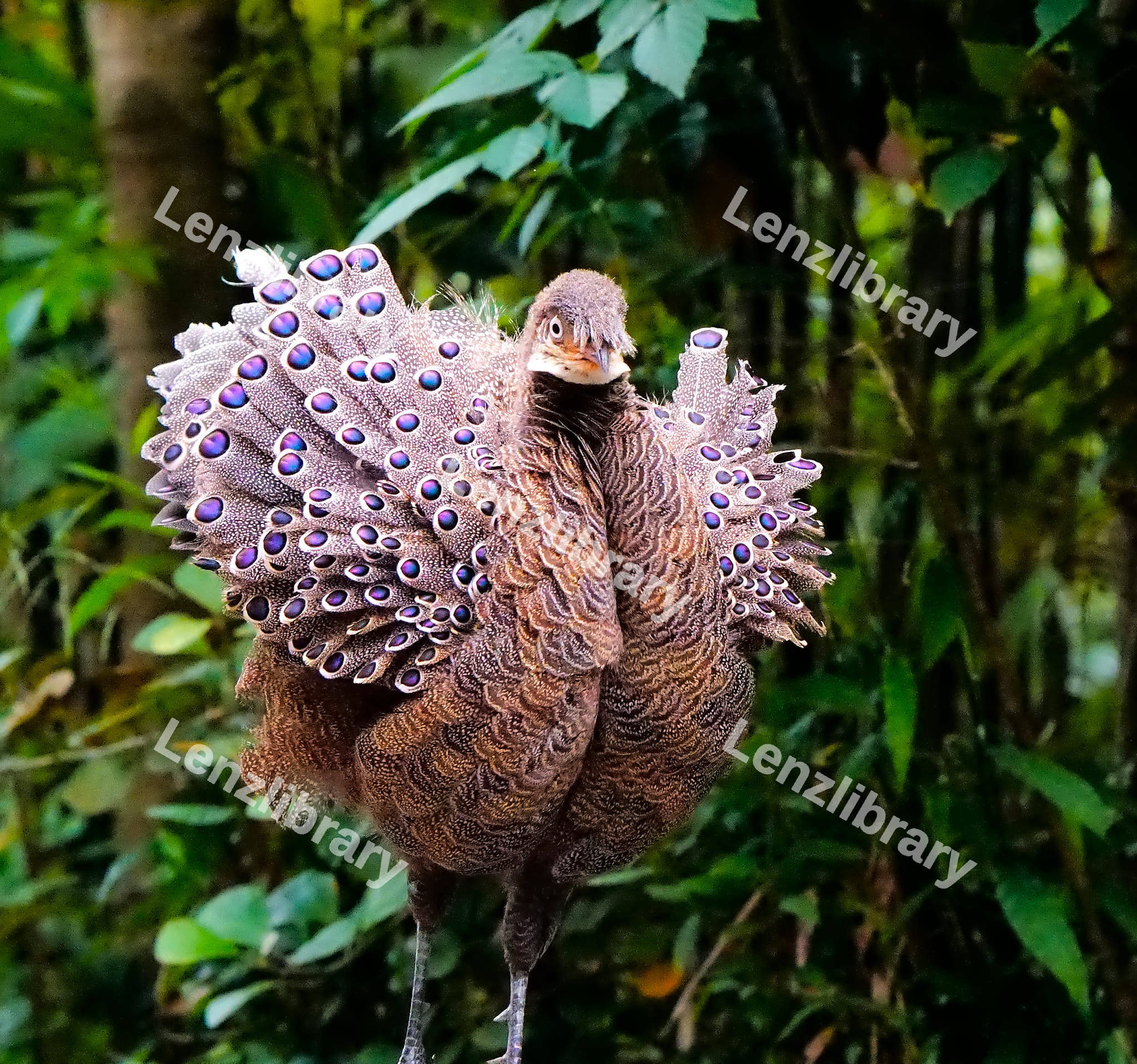 Grey Peacock-pheasant